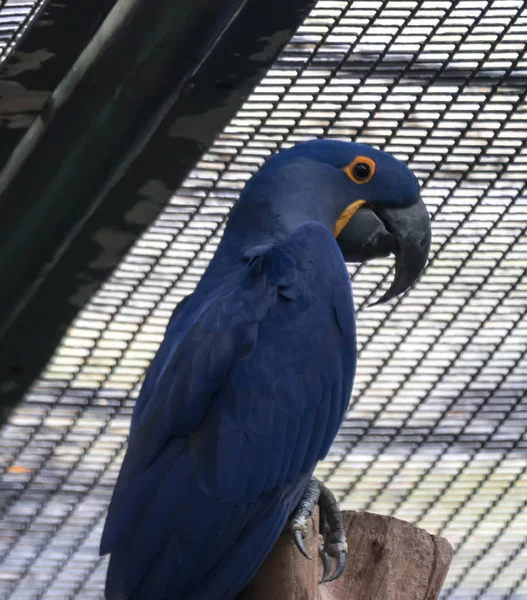 Blue and yellow Hyacinth Macaw (parrot) perched on a tree branch