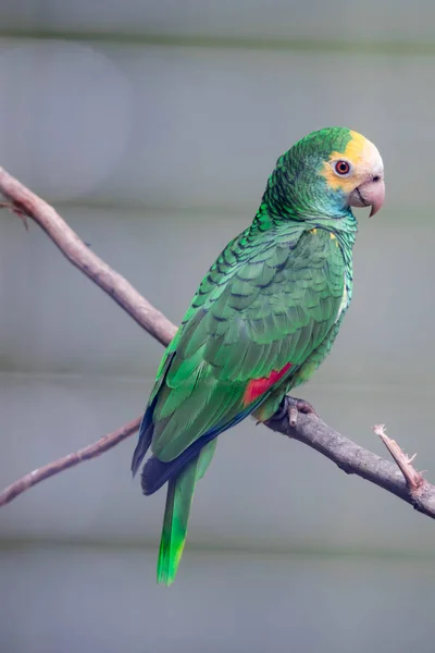 Belize yellow headed amazon, Amazona oratrix belizensis, Parakee — Stock fotografie