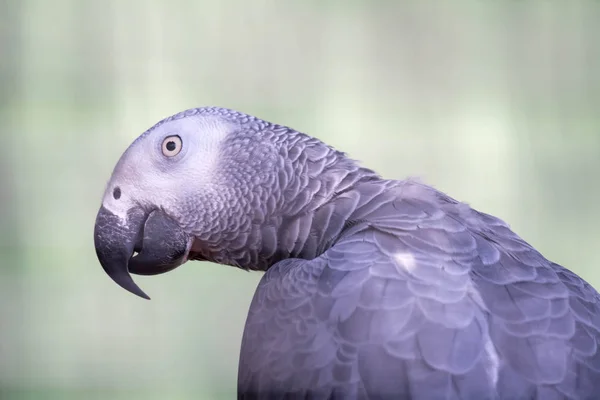 African Grey Parrot - Psittacus erithacus in a green blurry back — ストック写真