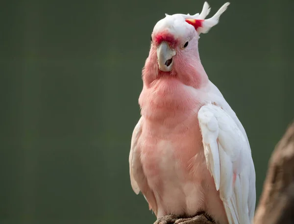 Cacatúa del mayor Mitchell (Lophochroa leadbeateri), loro rosado , — Foto de Stock