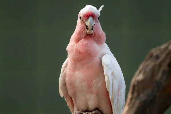 Major Mitchell's cockatoo (Lophochroa leadbeateri), Pink parrot, — Stock Photo, Image