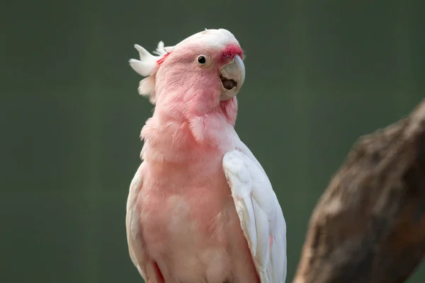 Cacatúa del mayor Mitchell (Lophochroa leadbeateri), loro rosado , — Foto de Stock