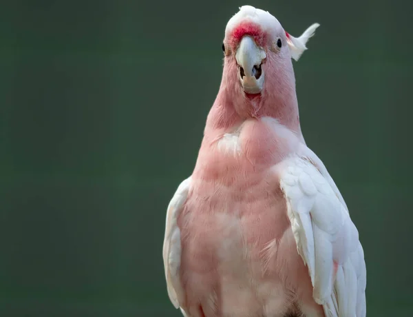 Major Mitchell Cockatoo znany również jako Leadbeater 's Cockatoo lub P — Zdjęcie stockowe