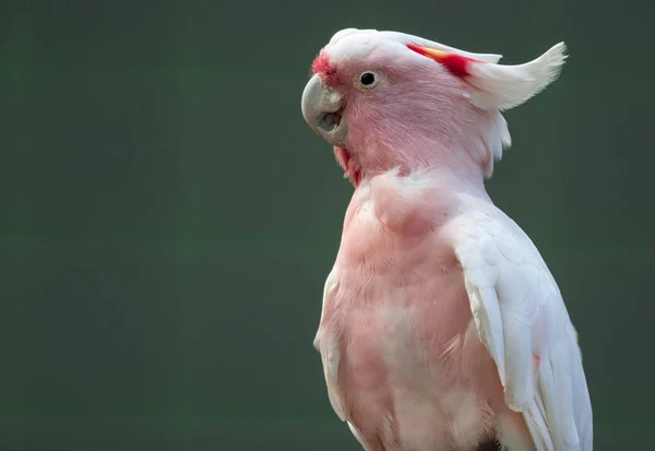 Major Mitchell Cockatoo also known as Leadbeater's Cockatoo or P — Stock Photo, Image