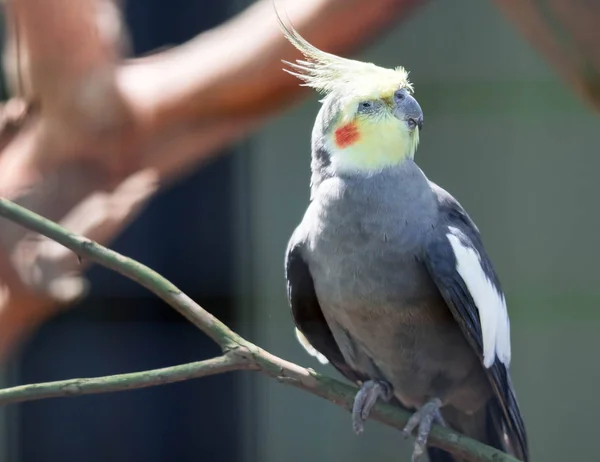 Closeup of a Cockatiel (Nymphicus hollandicus) with bluurry backg — Stock fotografie