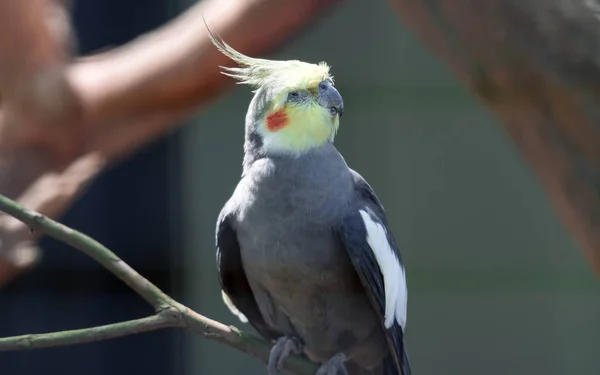 Kohout sedící na větvi v kleci, Nymphicus hollandicus — Stock fotografie