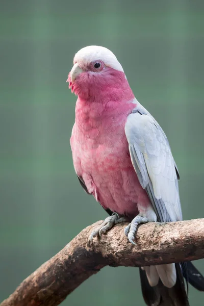 Galah，玫瑰胸鱼，挂在树枝上 — 图库照片