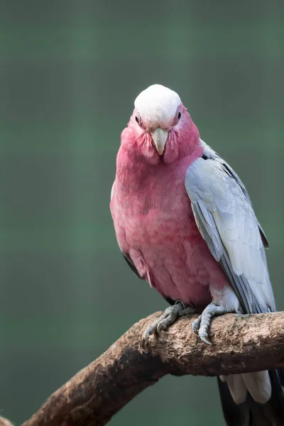 Galah, Kakadu z różanymi piersiami, wiszące na gałęzi — Zdjęcie stockowe