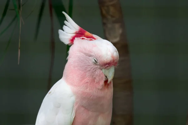Pink parrot head close up. Lophochroa leadbeateri Cacatua. Major
