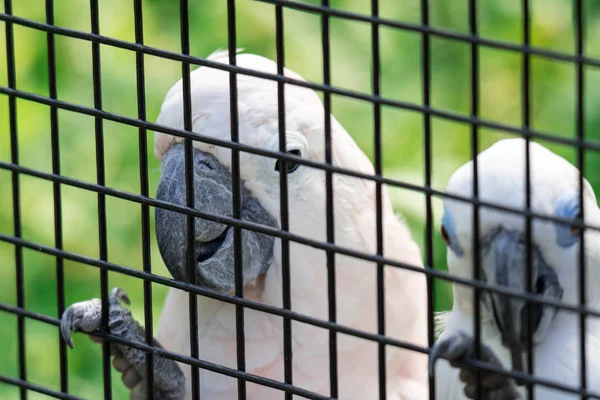 Два белых попугая в клетке — стоковое фото