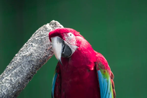 Scarlett Macaw kuş papağanı. Kırmızı ve mavi papağan — Stok fotoğraf