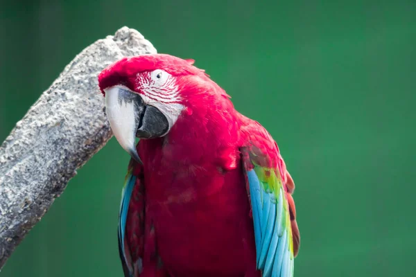 Papoušek Scarlett Macawové. Červený a modrý macaw — Stock fotografie