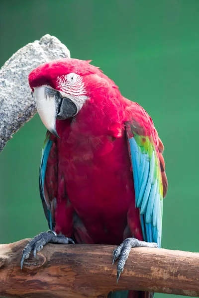 Scarlett Macaw madár papagáj néz kíváncsi — Stock Fotó
