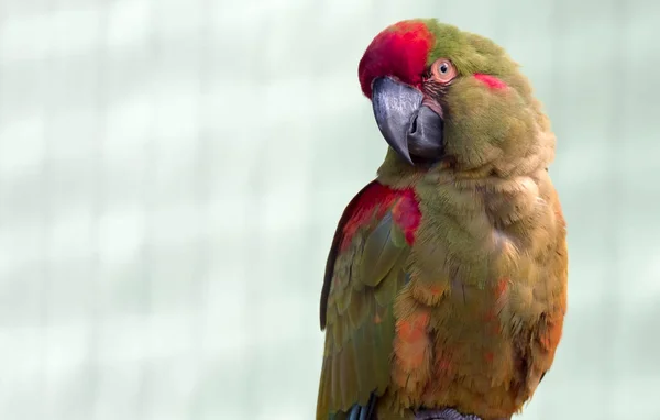 Kırmızı önlü Macaw, Ara rubrogenys — Stok fotoğraf