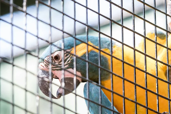 Сине-жёлтый ара или сине-золотой ара, арараун, птица — стоковое фото