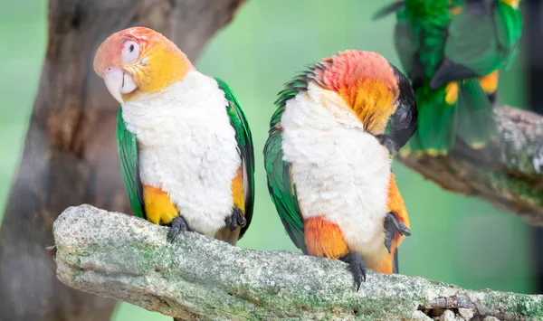 Caique, White Bellied, Pionites leucogaster, hétszínű papagáj — Stock Fotó
