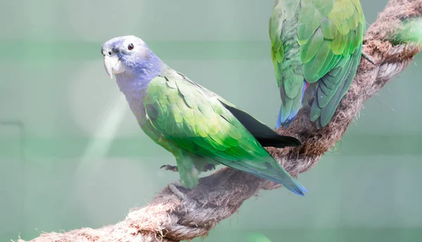 Papagaio de cabeça azul (Pionus menstruus ) — Fotografia de Stock