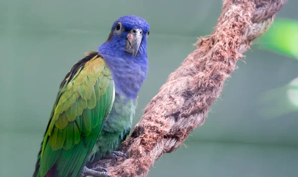 Mavi başlı papağan (Pionus menstruus)