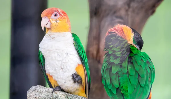 Caique, Barriga Branca, Pionites leucogaster, Papagaio de sete cores — Fotografia de Stock