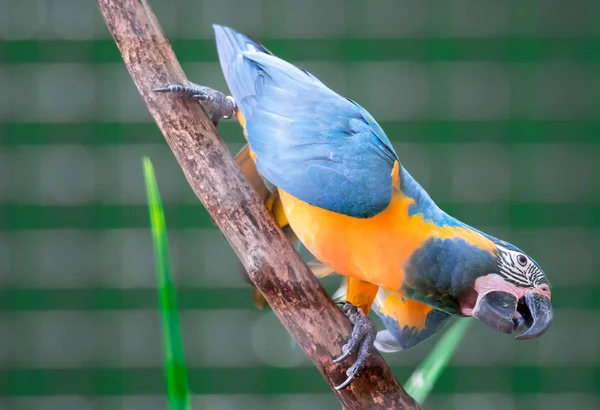 Un hermoso guacamayo azul y amarillo (Ara ararauna), también conocido como — Foto de Stock