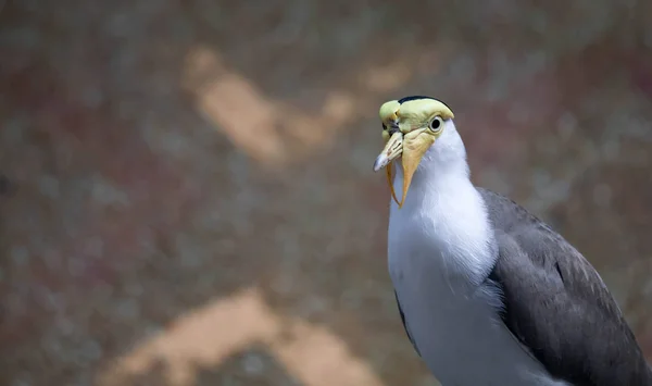 Mascarado lambendo (Vanellus milhas), vulgarmente conhecido na Ásia como derpy — Fotografia de Stock