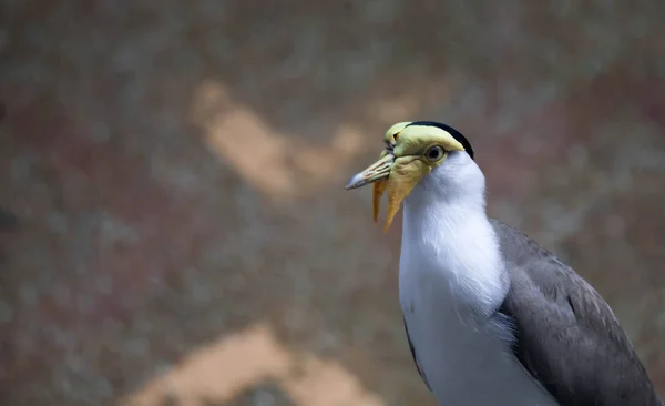 Mascarado lambendo (Vanellus milhas), vulgarmente conhecido na Ásia como derpy — Fotografia de Stock