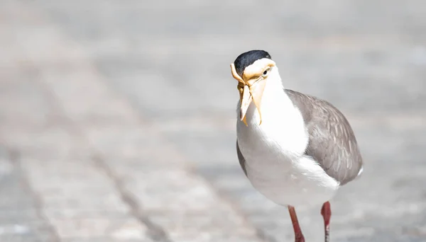 Közeli felvétel Maszkos lapwing (Vanellus mérföld), közismert — Stock Fotó