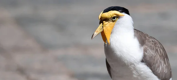 Close up shot of Mascarado lapwing (Vanellus milhas), vulgarmente conhecido — Fotografia de Stock