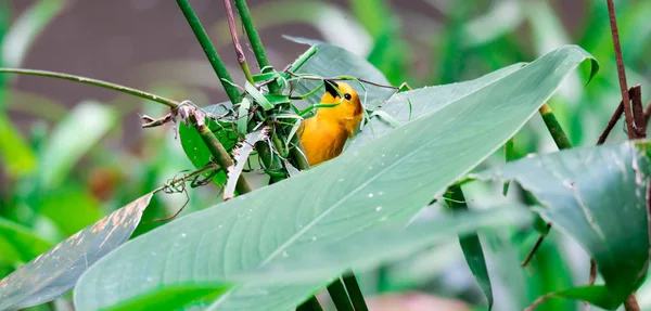 잎 위에 앉아 있는 타 베스타 황금 족쇄 (ploceus castaneiceps) — 스톡 사진