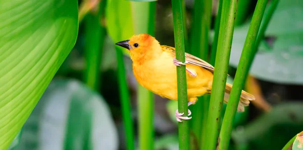 塔维塔金织机（Ploceus castaneiceps）坐在树叶上 — 图库照片