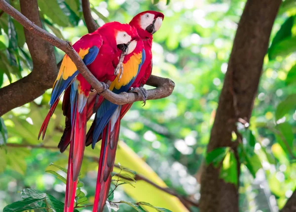 Egy pár Scarlett Macaw papagáj, akik kíváncsiak. — Stock Fotó