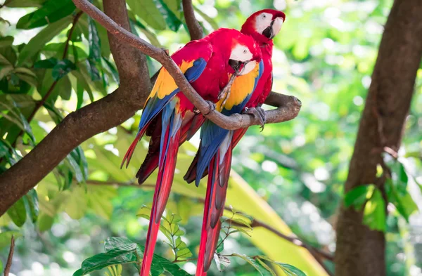 Um par de papagaio Scarlett Macaw pássaro olhando curioso — Fotografia de Stock