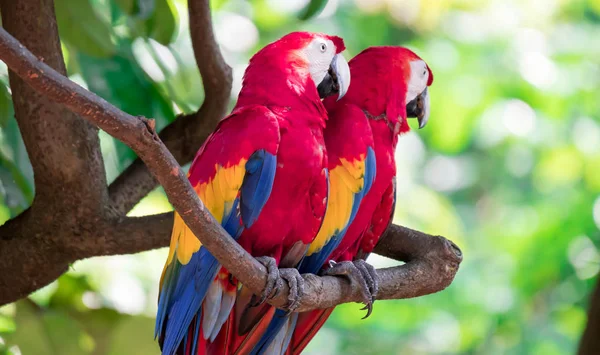 Een paar Scarlett Macaw vogel papegaai op zoek nieuwsgierig — Stockfoto