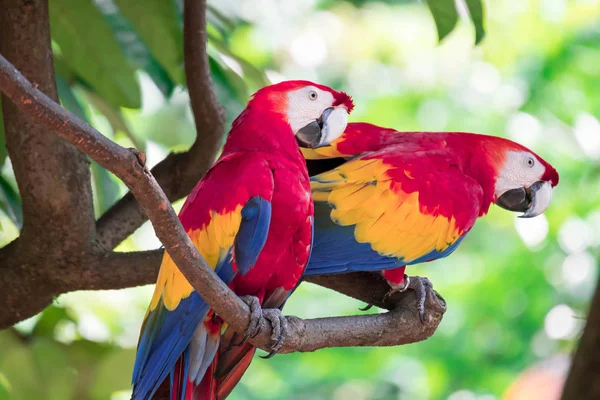 Um par de papagaio Scarlett Macaw pássaro olhando curioso — Fotografia de Stock