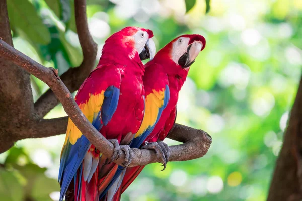Bir çift Scarlett Macaw papağanı meraklı görünüyor. 