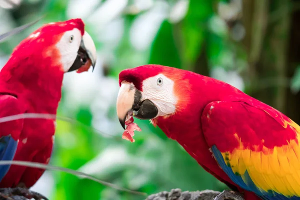 Um par de papagaio Scarlett Macaw pássaro comendo — Fotografia de Stock