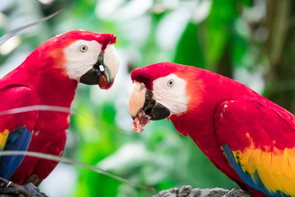 Para papug Scarlett Macaw je — Zdjęcie stockowe