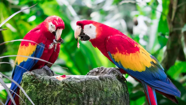 Egy pár Scarlett Macaw papagáj eszik. — Stock Fotó