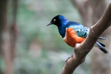 Muhteşem Starling Kuşu Lamprotornis Superbus Şubede oturuyor