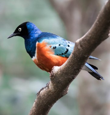 Muhteşem Starling Kuşu Lamprotornis Superbus Şubede oturuyor