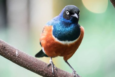Muhteşem Starling Kuşu Lamprotornis Superbus Şubede oturuyor