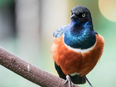 Muhteşem Starling Kuşu Lamprotornis Superbus Şubede oturuyor