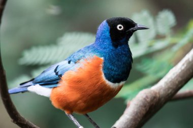 Muhteşem Starling Kuşu Lamprotornis Superbus Şubede oturuyor