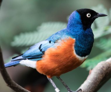 Muhteşem Starling Kuşu Lamprotornis Superbus Şubede oturuyor