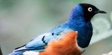 Muhteşem Starling Kuşu Lamprotornis Superbus Şubede oturuyor