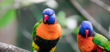 Gökkuşağı Lorikeet 'in çok parlak tüyleri vardır. Kafası koyu mavi.