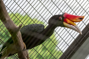 Gergedan boynuzu (Buceros gergedan) hayvanat bahçesindeki bir kafeste.