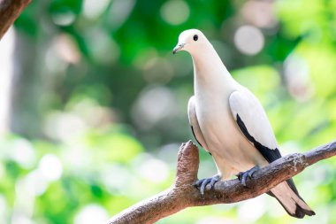 Pied imparatorluk güvercini (Ducula bicolor) dalın üzerinde duruyor. Şey...