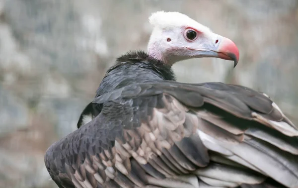 Close-up van een wit-headed Vulture (Trigonoceps occipitalis) — Stockfoto
