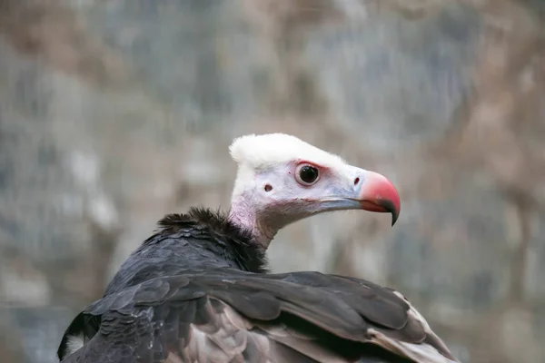 Close-up van een wit-headed Vulture (Trigonoceps occipitalis) — Stockfoto